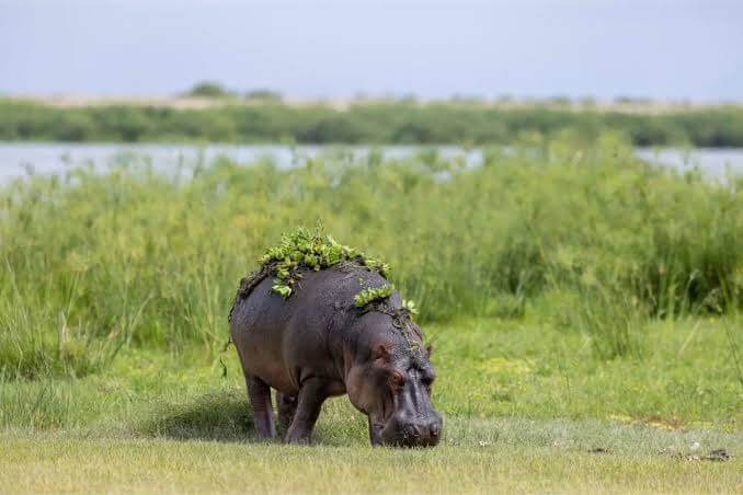 Which Kenya parks have hippos?