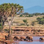 Which Kenya safari is best for wildlife photography?