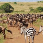 Which Kenya safari park has the most wildlife?