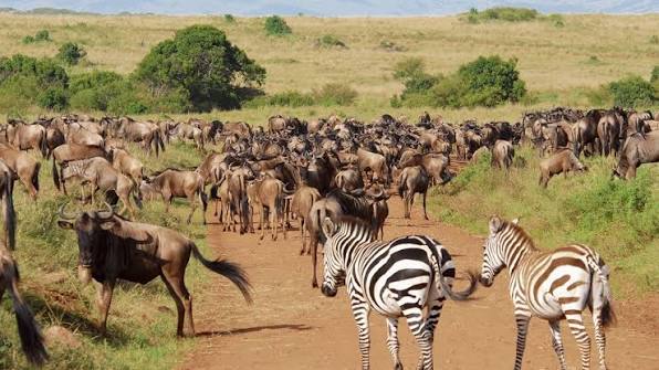 Which Kenya safari park has the most wildlife?