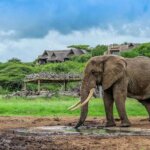 Which Kenya safari parks are best for elephants?