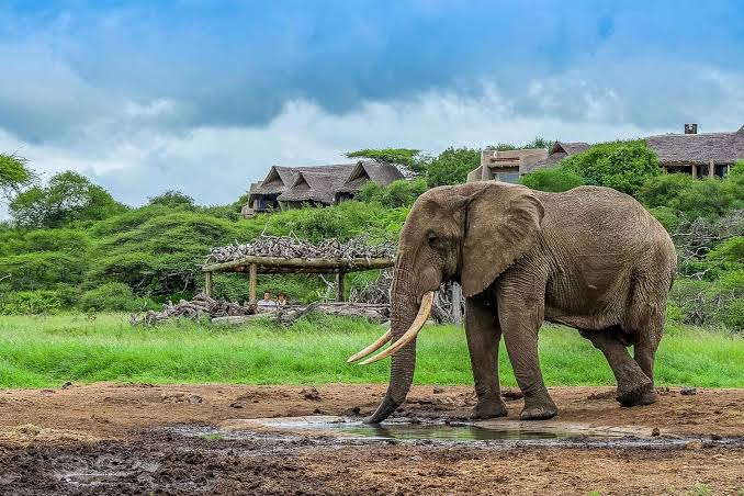 Which Kenya safari parks are best for elephants?