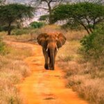 Which Kenya safari parks are best for scenic landscapes?