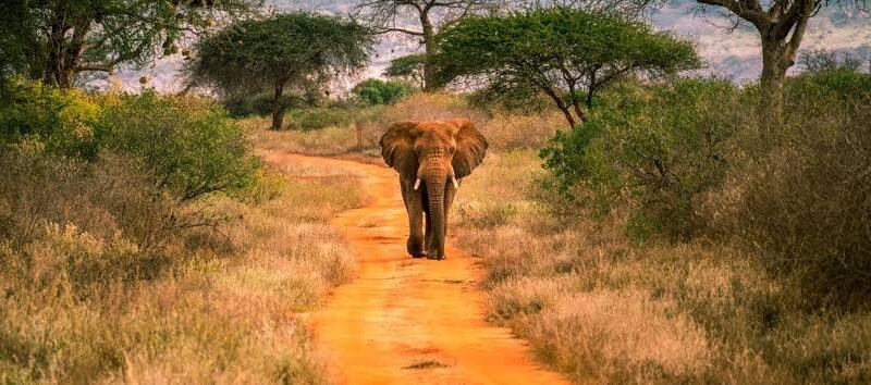 Which Kenya safari parks are best for scenic landscapes?