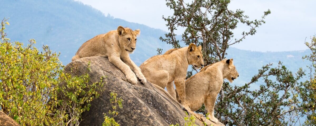 Which Uganda safaris are affordable