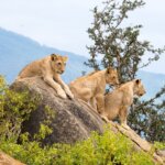 Which Uganda safaris are affordable