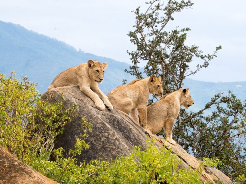 Which Uganda safaris are affordable