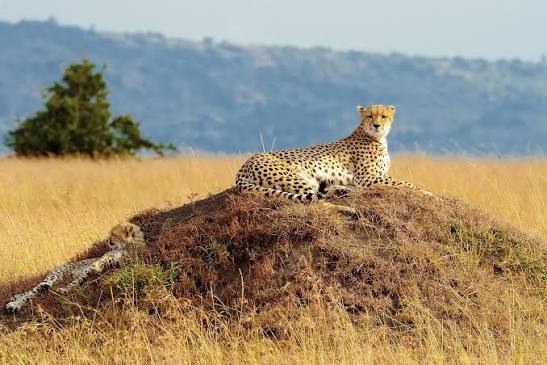 Which safari destinations are best in Kenya during July?