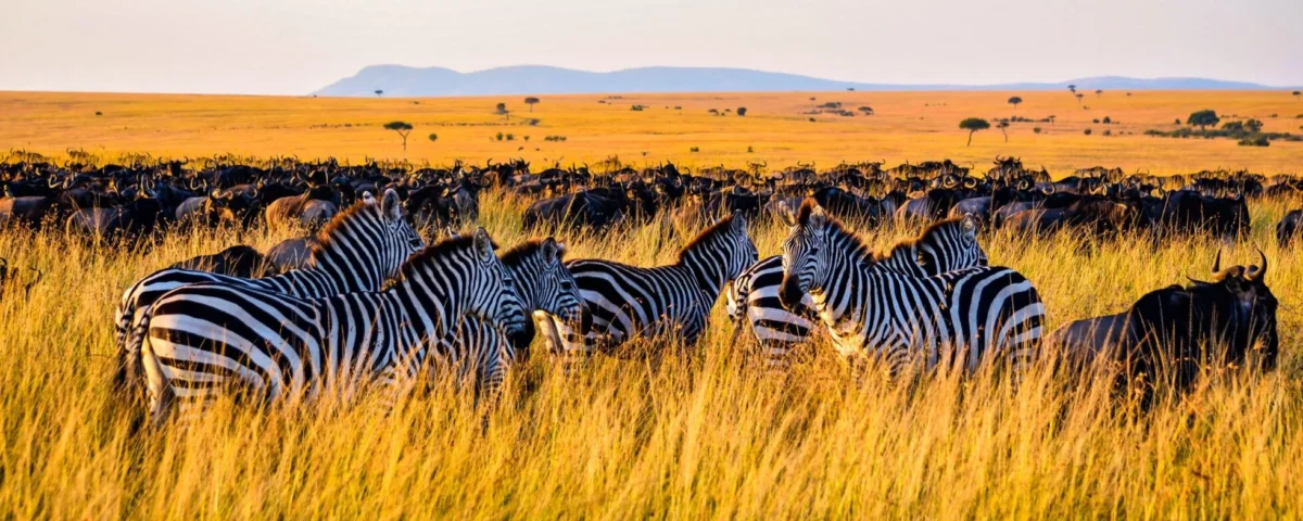 Can I See Zebras in Tanzania