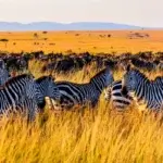 Can I See Zebras in Tanzania