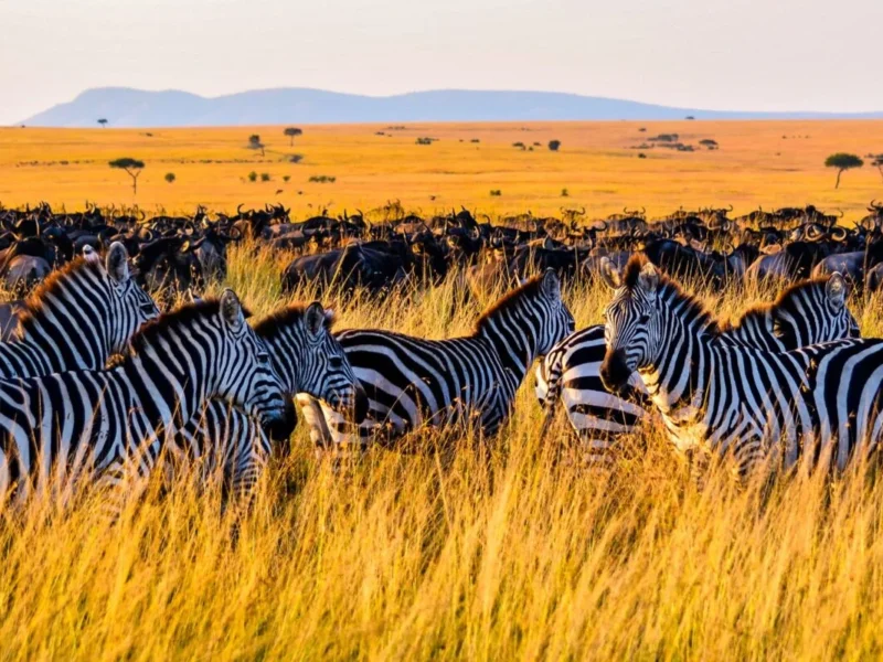 Can I See Zebras in Tanzania