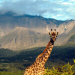 What Is Arusha Famous For