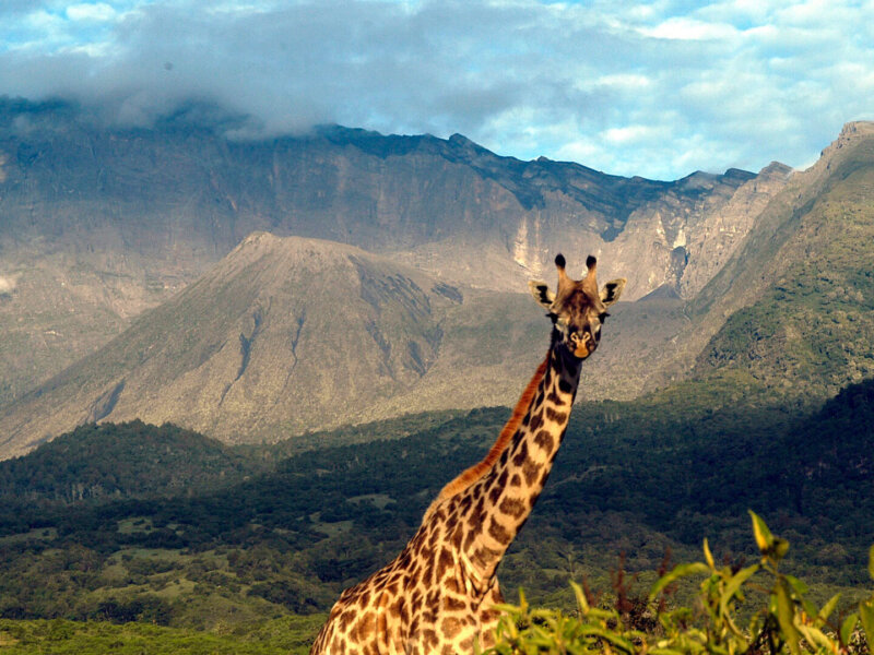 What Is Arusha Famous For
