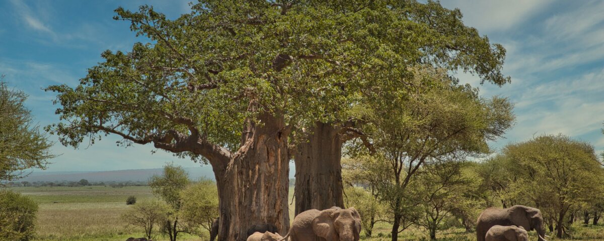 What Is Tarangire Safari Cost?