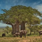 What Is Tarangire Safari Cost?