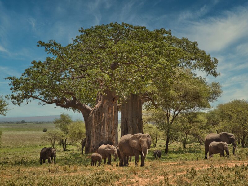 What Is Tarangire Safari Cost?