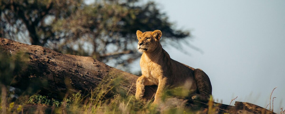 Which Tanzania Safari Is Best for Photography