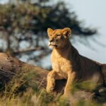 Which Tanzania Safari Is Best for Photography