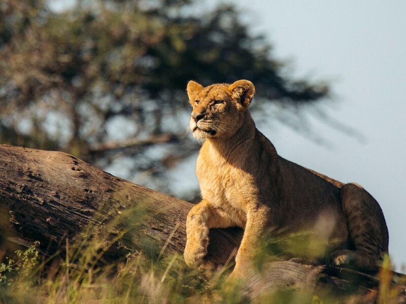 Which Tanzania Safari Is Best for Photography