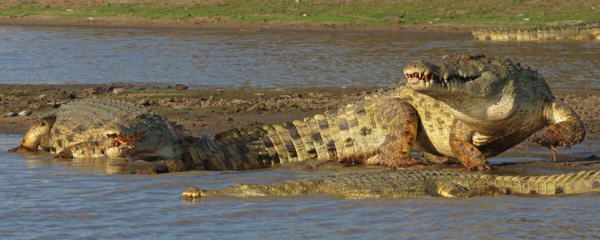 Where Can I See Crocodiles in Tanzania