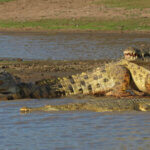 Where Can I See Crocodiles in Tanzania