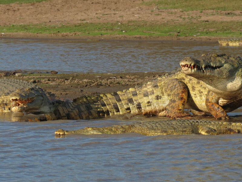 Where Can I See Crocodiles in Tanzania