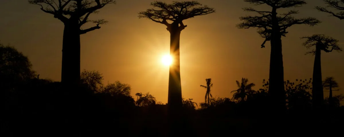 Are There Baobab Trees in Tarangire