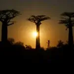 Are There Baobab Trees in Tarangire