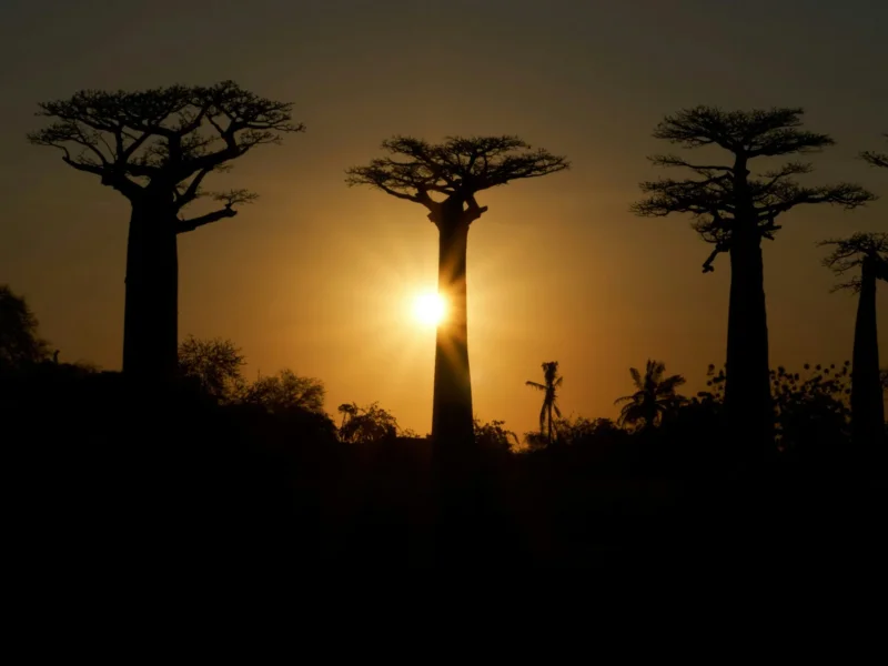 Are There Baobab Trees in Tarangire