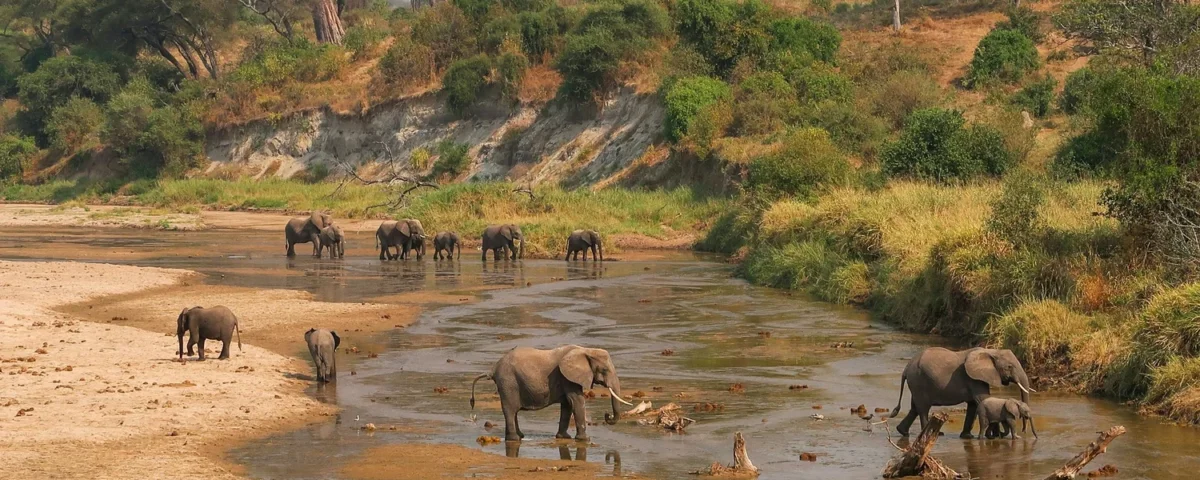 What Is the Best Time to Visit Tarangire
