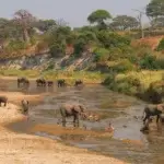 What Is the Best Time to Visit Tarangire