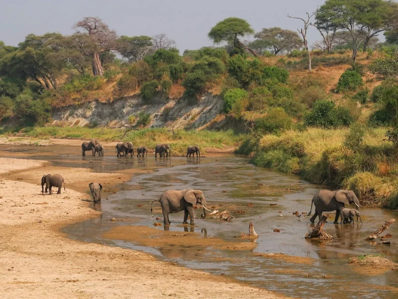 What Is the Best Time to Visit Tarangire