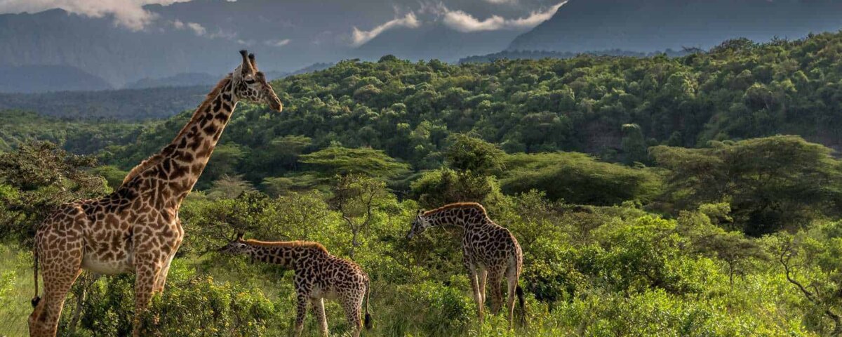 Can I See Giraffes in Arusha National Park
