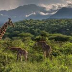 Can I See Giraffes in Arusha National Park