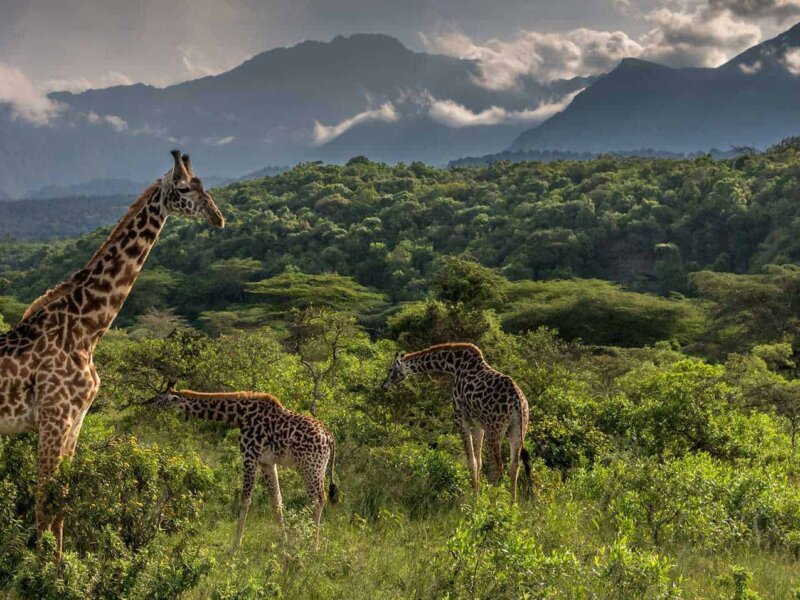 Can I See Giraffes in Arusha National Park