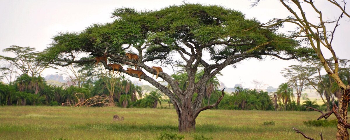 Which Parks Are in Northern Tanzania?