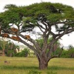 Which Parks Are in Northern Tanzania?