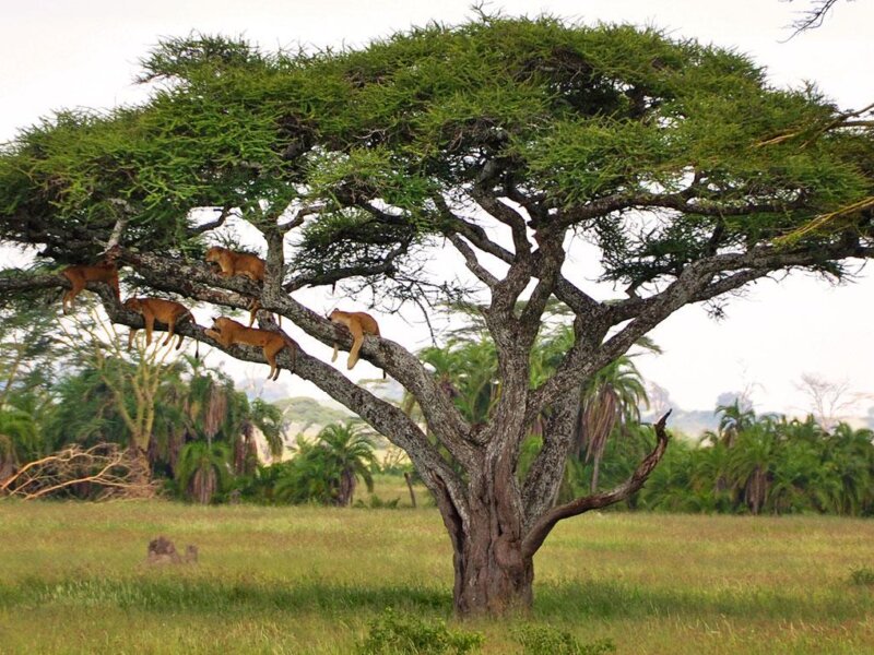 Which Parks Are in Northern Tanzania?