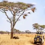 Is Tarangire Good for Photography