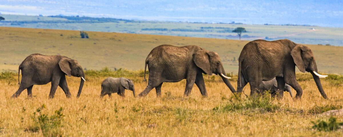 Can I Do Budget Safari From Arusha
