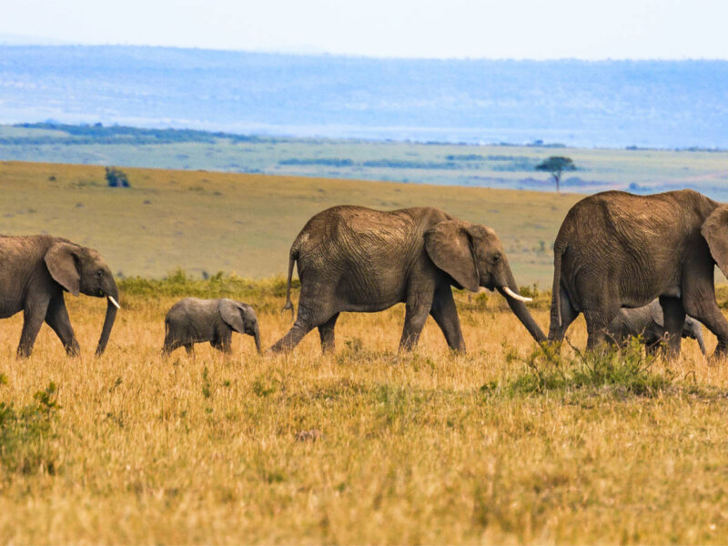 Can I Do Budget Safari From Arusha