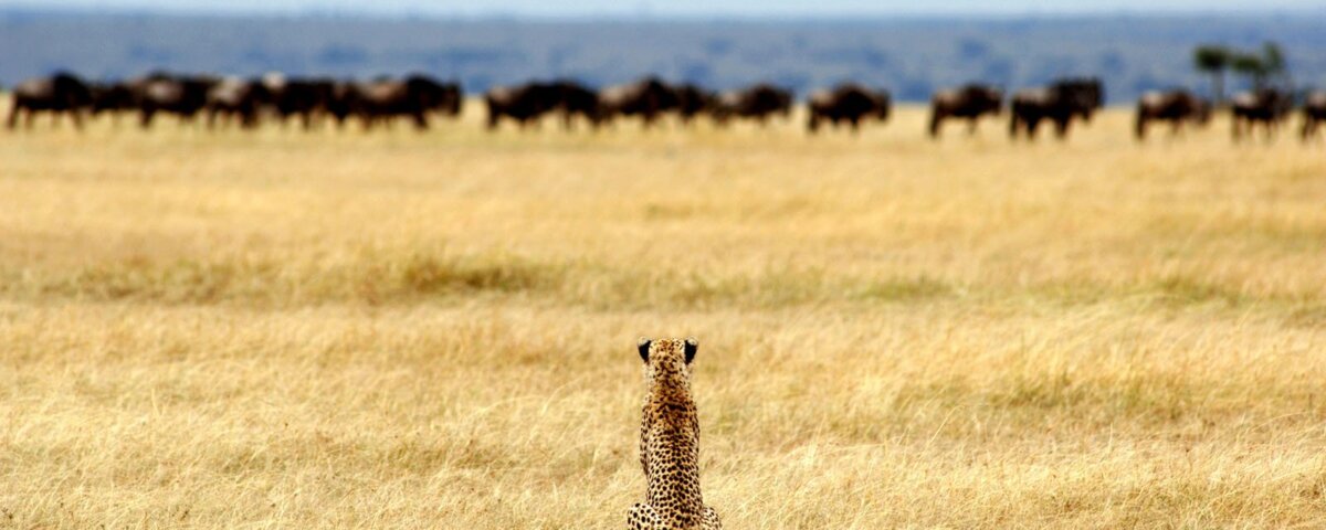 What Predators Live in Serengeti
