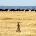 What Predators Live in Serengeti