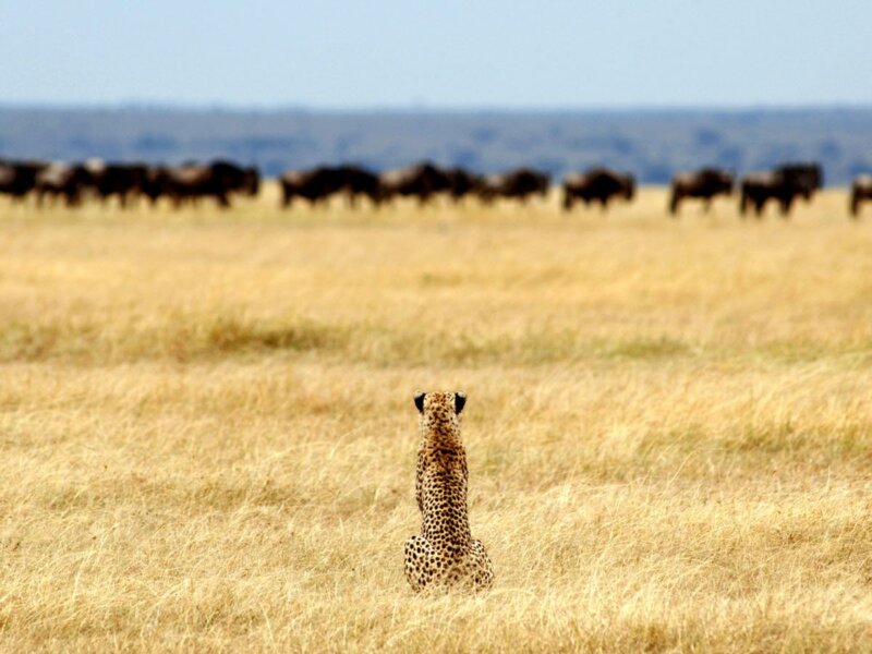 What Predators Live in Serengeti