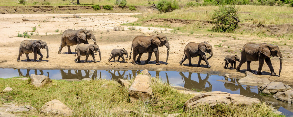 Which Month Is Best for Tarangire Safari