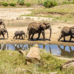 Which Month Is Best for Tarangire Safari