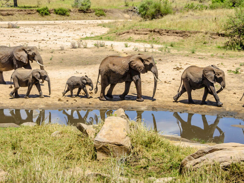 Which Month Is Best for Tarangire Safari