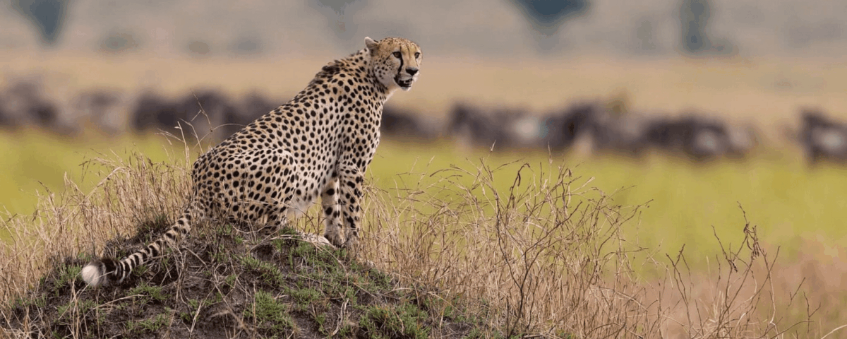 Can I Do a Day Trip to Tarangire