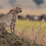 Can I Do a Day Trip to Tarangire