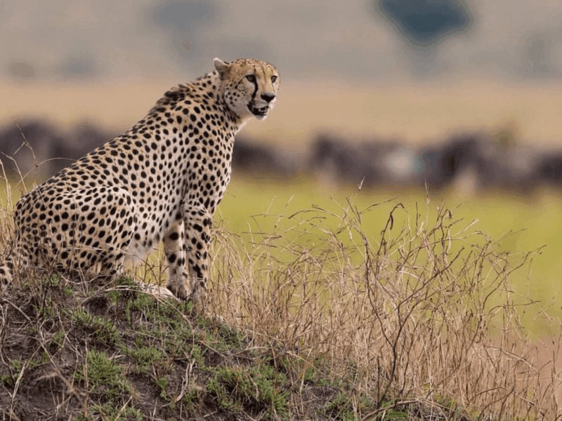 Can I Do a Day Trip to Tarangire